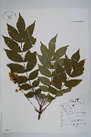 藏品(毛漆樹)的圖片