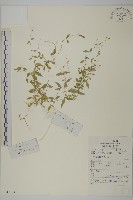 藏品(雀舌草)的圖片