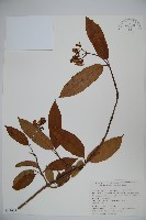 藏品(淡紅莢迷)的圖片