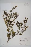 藏品(四川忍冬)的圖片