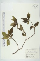 藏品(青莢葉)的圖片