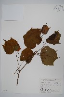 藏品(八角楓、瓜木)的圖片