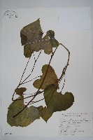 藏品(馬蹄香)的圖片