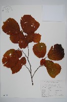 藏品(川榛)的圖片