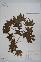 藏品(毛花槭)的圖片