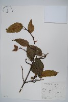 藏品(青榨槭)的圖片