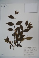 藏品(金花忍冬)的圖片