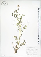藏品(彎果黃菫)的圖片