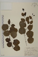 藏品(連香樹)的圖片