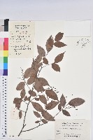 藏品(米飯花)的圖片