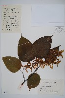 藏品(青榨槭)的圖片