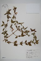 藏品(小葉六道木)的圖片