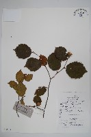 藏品(川榛)的圖片