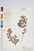 藏品(紅苞樹蘿蔔)的圖片