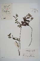 藏品(盾果草)的圖片