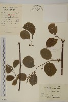 藏品(南蛇藤)的圖片