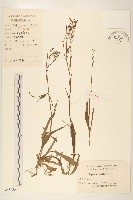 藏品(細葉苦實)的圖片