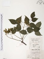 藏品(灰色木藍)的圖片