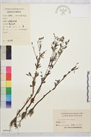 藏品(石龍芮)的圖片