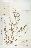 藏品(水花菜)的圖片