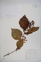 藏品(莢迷)的圖片