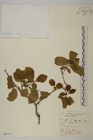 藏品(衛矛)的圖片