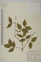 藏品(長梗衛矛)的圖片