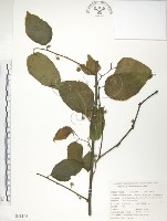 藏品(小構樹)的圖片