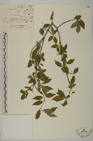 藏品(石棗子)的圖片