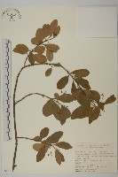 藏品(冬青衛矛)的圖片