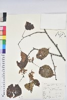 藏品(領春木)的圖片