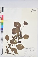 藏品(領春木)的圖片