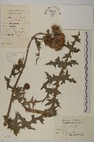 藏品(小薊)的圖片