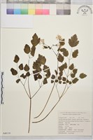 藏品(小果唐松草)的圖片