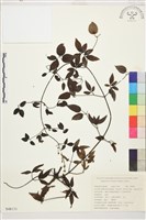 藏品(陜西鐵線蓮)的圖片