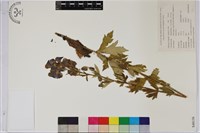 藏品(烏頭)的圖片