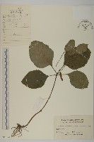 藏品(及己)的圖片