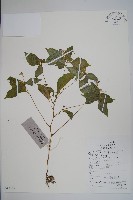 藏品(睫毛萼鳳仙花)的圖片