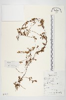 藏品(日本菟絲子)的圖片