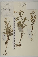 藏品(抱莖籟簫)的圖片