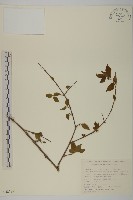 藏品(疣點衛矛)的圖片