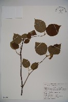 藏品(湖北莢)的圖片