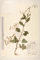 藏品(毛脈翅果菊)的圖片