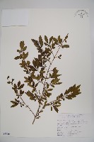 藏品(四川忍冬)的圖片