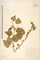 藏品(蒲儿根)的圖片