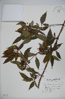 藏品(狹葉莢迷)的圖片