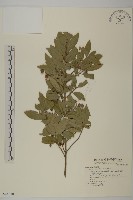 藏品(刺果衛矛)的圖片