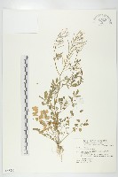 藏品(焊菜)的圖片