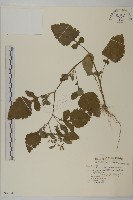 藏品(茯苓菜)的圖片