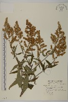 藏品(珍珠蒿、奇蒿)的圖片